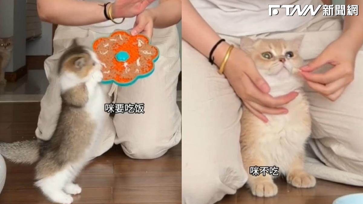 雙貓吃飯反差萌！胖貓秒清盤、橘貓厭世拒吃　網笑：饕餮轉世